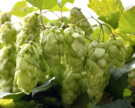 Craft A Personal Brewing Corner: Growing Hops Turns Out Straightforward and Satisfying